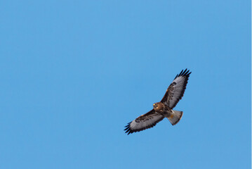Buse variable
