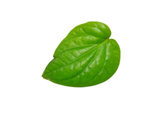 Fototapeta premium Defective Leaves isolated on white background, Exotic tropical leaf, Large green leaf, Colorful foliage, Green leaf isolated, leaves, leaf, foliage, Defective leaves, Hand holding leaves, Nature