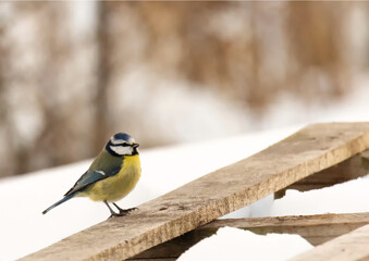 Mésange bleue
