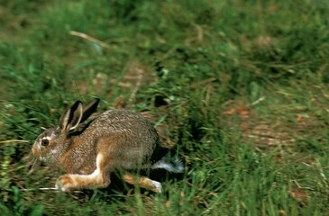 Naklejka na ściany i meble European Brown Hare, lepus europaeus, Adult running on Grass