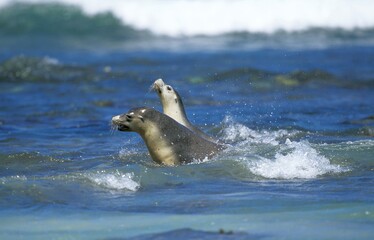 Obraz premium Australian Sea Lion, neophoca cinerea, Adults standing in Waves, Australia
