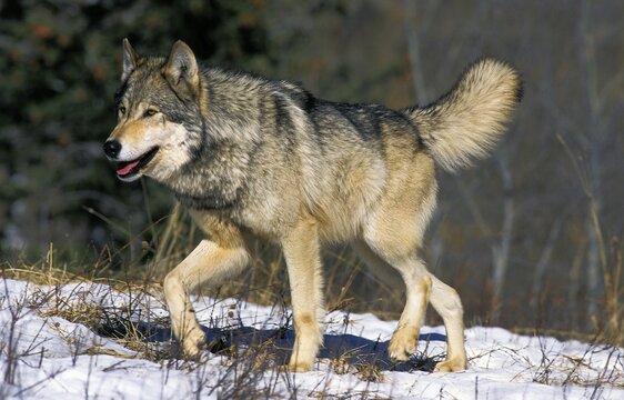 North American Grey Wolf, canis lupus occidentalis, Adult walking on Snow, Canada