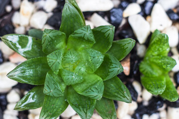 Haworthia cooperi. Green small tree.