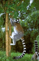 Ring Tailed Lemur, lemur catta, Adult hanging from Trunk © slowmotiongli