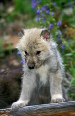 Arctic Wolf, canis lupus tundrarum, Pup sitting, Alaska