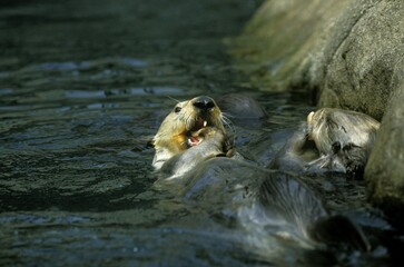 Sea Otter, enhydra lutris, Adult eating Fish