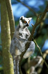 Ring Tailed Lemur, lemur catta, Adult sitting on Branch