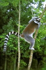 Ring Tailed Lemur, lemur catta, Adult hanging from Branch