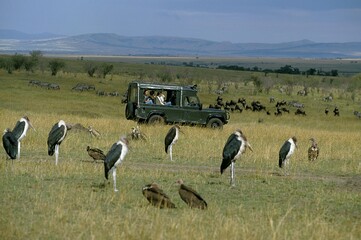 Tourist in 4 wheel drive vehicule watching Marabou Storks, Masai Mara Park in Kenya