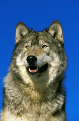 North American Grey Wolf, canis lupus occidentalis, Portrait of Adult, Canada