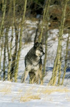 North American Grey Wolf, canis lupus occidentalis, Adult standing on Snow, Canada