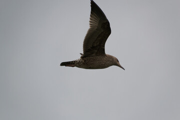 A Brown Seagull in Flight