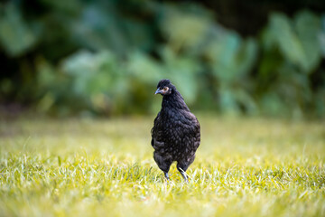 Close up of black chicken against green grass background