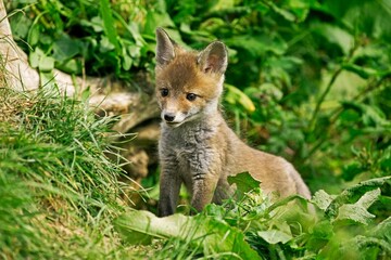 Naklejka na ściany i meble Red Fox, vulpes vulpes, Cub standing on Grass, Normandy