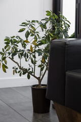 decorative plant next to a black sofa, a window and a wooden floor