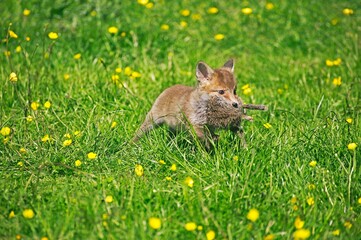Red Fox, vulpes vulpes, Cub hunting European rabbit, Normandy
