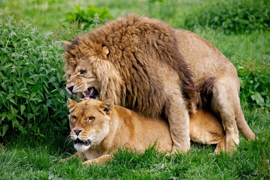 African Lion, panthera leo, Pair mating
