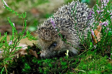 European Hedgehog, erinaceus europaeus, Adult with Heaters, Normandy © slowmotiongli