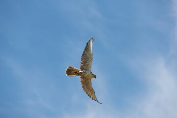 Saker Falcon, falco cherrug, Adult in Flight against Blue sky