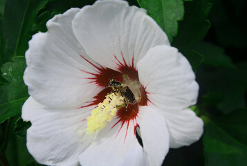 Insekten voller Pollen in der Hibiskusblüte © fred