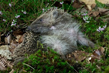 European Hedgehog, erinaceus europaeus, Adult with Heaters, Normandy © slowmotiongli