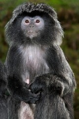 Fototapeta premium Javan Langur or Javan Lutung, trachypithecus auratus, Female Sitting