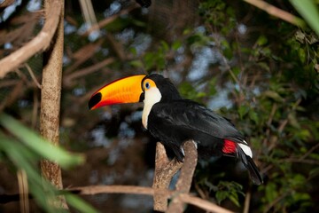 Fototapeta premium Toco Toucan, ramphastos toco, Adult standing on Branch