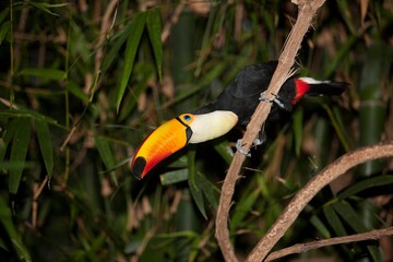 Toco Toucan, ramphastos toco, Adult standing on Branch