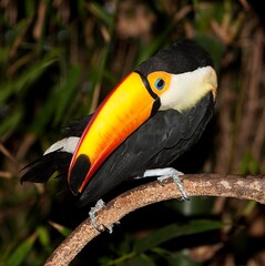 Toco Toucan, ramphastos toco, Adult standing on Branch