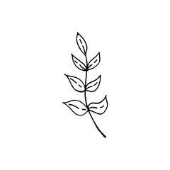 Hand-drawn plant. Doodle image of a flower. Floral vector for web, textiles, postcards, prints. Abstract plants, leaves, flowers.
