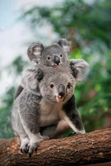 Fototapeten Koala, Phascolarctos Cinereus, Weibchen mit Jungen auf dem Rücken © slowmotiongli