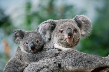 Koala, phascolarctos cinereus, Female carrying Young on its Back