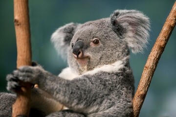 Koala, phascolarctos cinereus, Portrait of Female