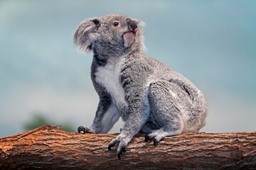 Koala, phascolarctos cinereus, Female standing on Branch
