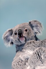 Koala, phascolarctos cinereus, Portrait of Female © slowmotiongli