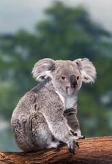 Koala, phascolarctos cinereus, Female standing on Branch © slowmotiongli