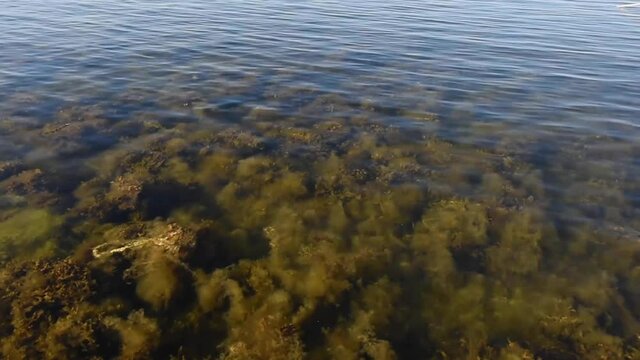Bladder Wrack in the Stockholm Archipelago in the Baltic Sea