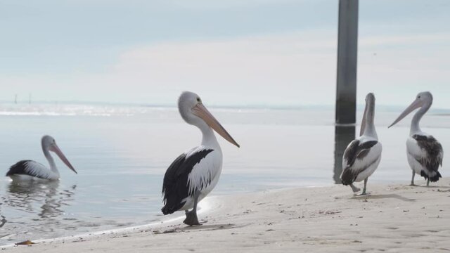 Pelicans Walking Near Water At San Remo