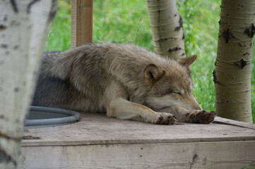 A Wolfdog Taking a Nap