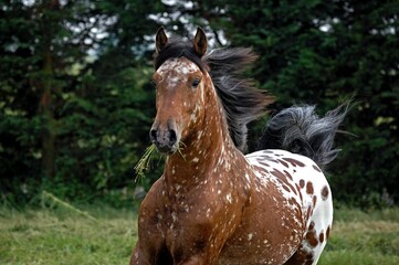 Appaloosa Horse, Adult standing in Paddock with Grass in Mouth