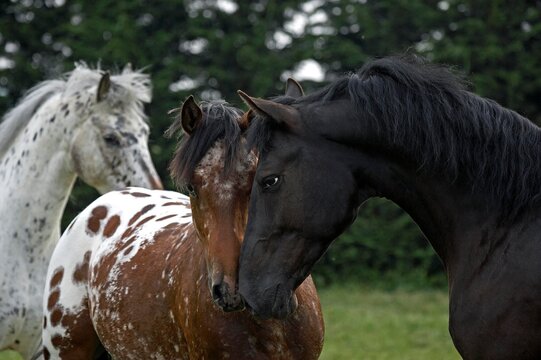 Appaloosa Horse, Adults smelling each other