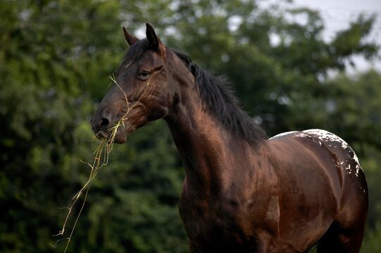Appaloosa Horse, Adult eating Grass