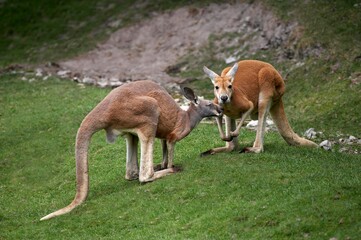 Naklejka na ściany i meble Red Kangaroo, macropus rufus, Adults standing on Grass