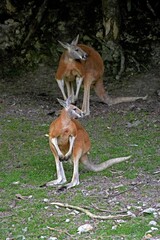 Red Kangaroo, macropus rufus, Adults standing on Grass © slowmotiongli