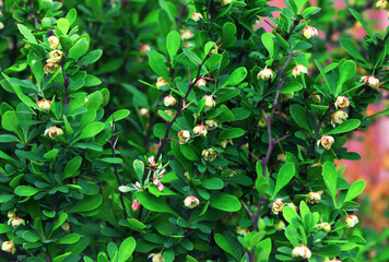 Blooming Japanese Barberry Bush In The Spring Garden - 370596644