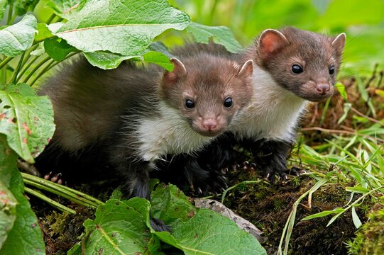 Stone Marten or Beech Marten, martes foina, Youngs, Normandy