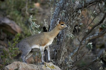Klipspringer, oreotragus oreotragus, Adult standing on Rock, Hell's Gate Park in Kenya