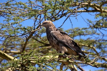 Tawny Eagle, aquila rapax, Adult standing on Branch, Nakuru Park in Kenya