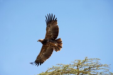 Tawny Eagle, aquila rapax, Adult in Flight, Nakuru Park in Kenya