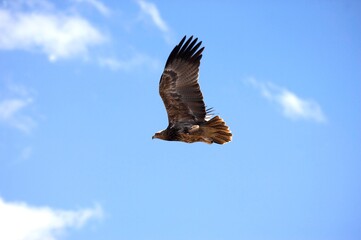 Tawny Eagle, aquila rapax, Adult in Flight, Nakuru Park in Kenya